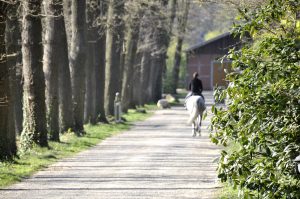 Füchteler Wald - Gestüt von Merveldt